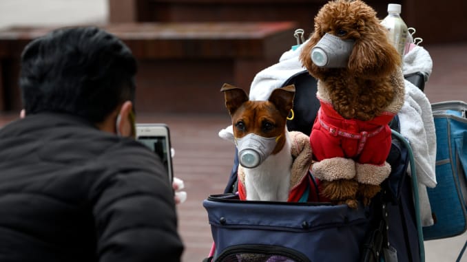 Dog Tests Positive For Coronavirus In Hong Kong