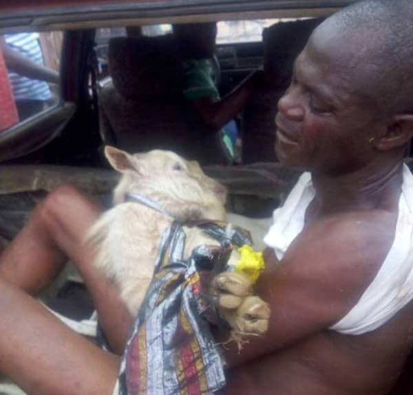 See How A Goat Thief Was Disgraced In Akure (Photos)