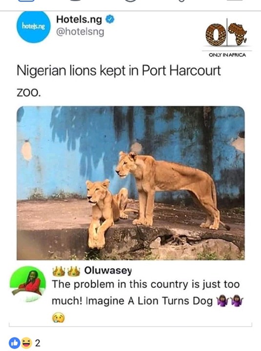 Lions