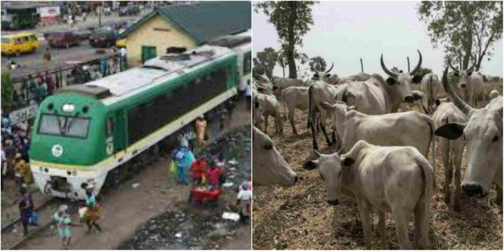 Train Crushes 52 Cows To Death In Kaduna - Police